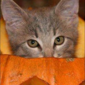 Meet your Posher, Becky